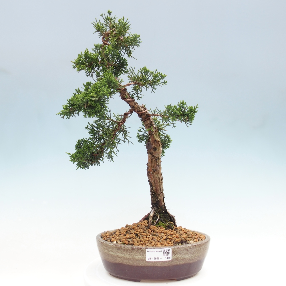 Kültéri bonsai - Juniperus chinensis Kishu