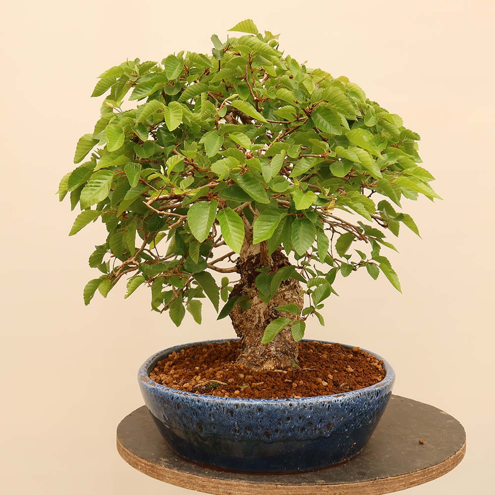 Kültéri bonsai -Carpinus Coreana - Koreai gyertyánfa