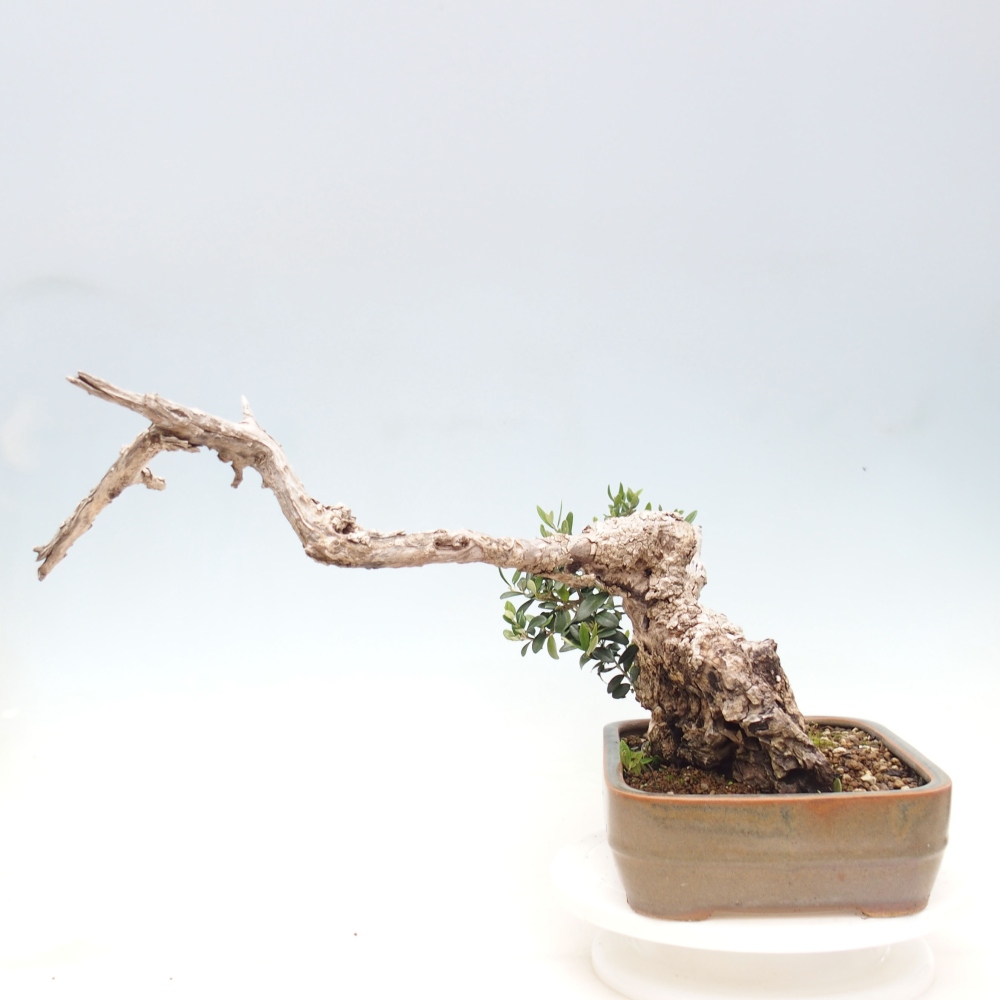 Beltéri bonsai - Olea europaea sylvestris