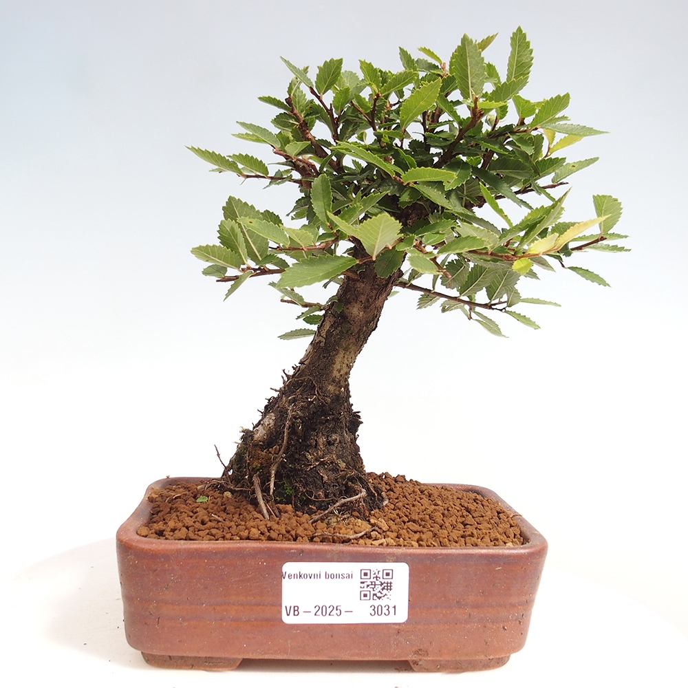 Kültéri bonsai - Zelkova - Zelkova NIRE