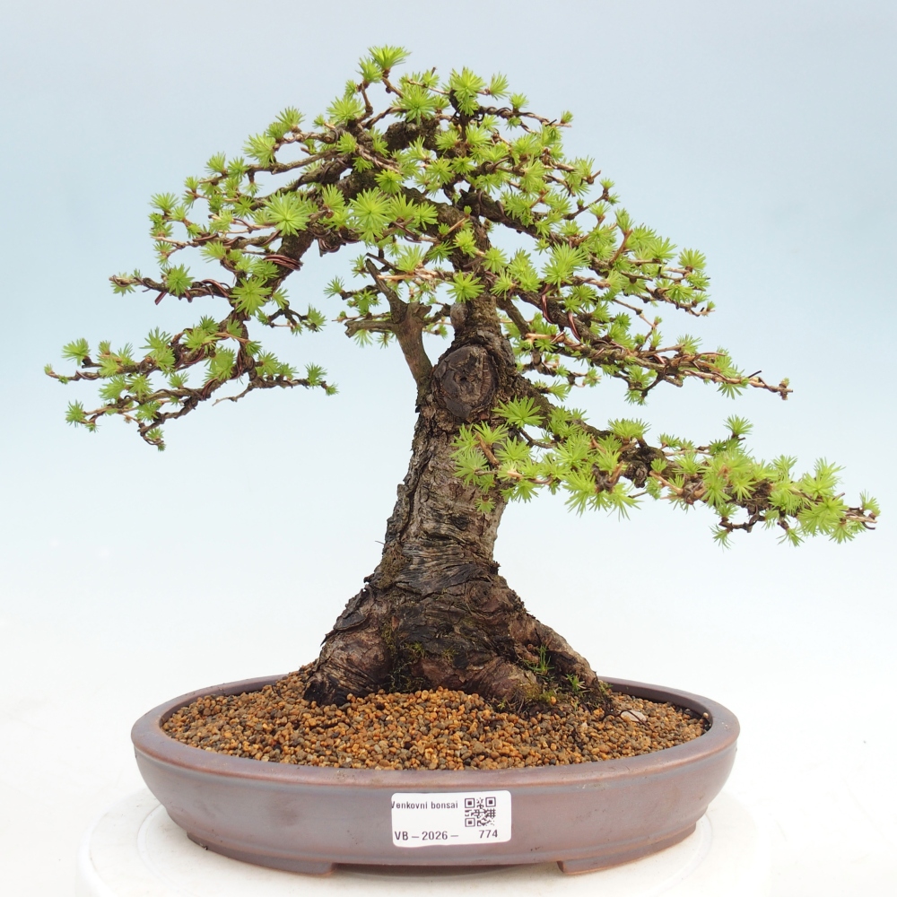 Kültéri bonsai - Larix decidua - vörösfenyő