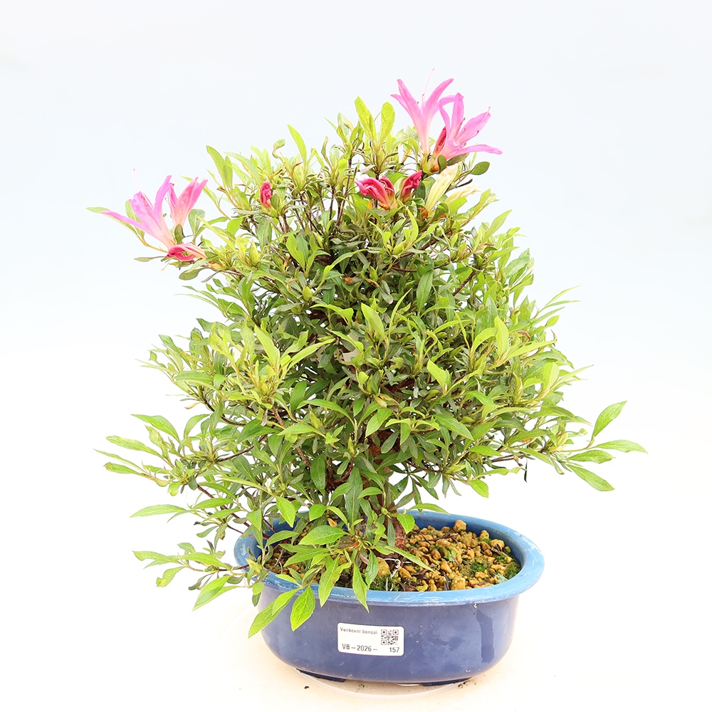 Kültéri bonsai - Japán azálea - Azalea Ryusen