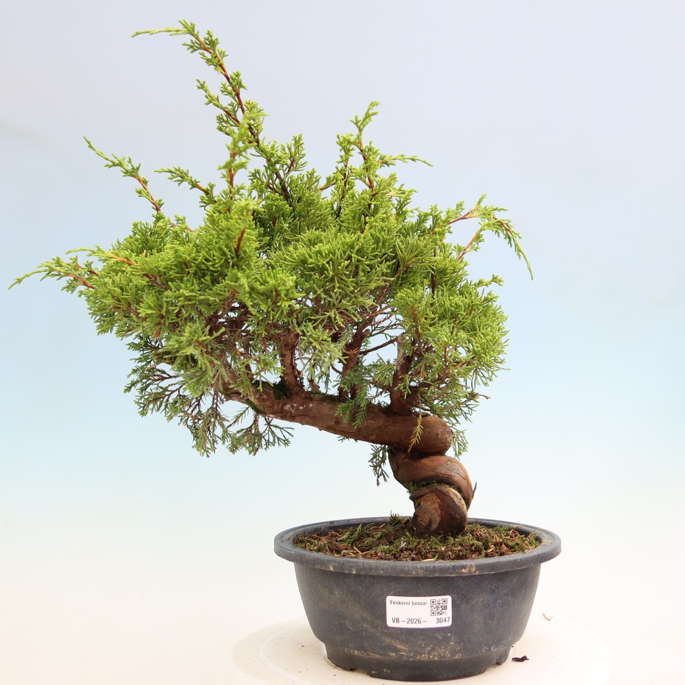 Kültéri bonsai - Juniperus chinensis Itoigawa-Juniperus chinensis