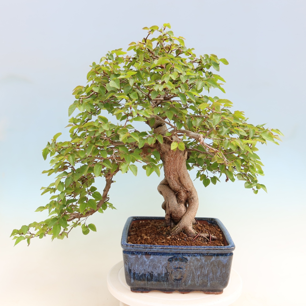 Kültéri bonsai -Carpinus Coreana - Koreai gyertyánfa