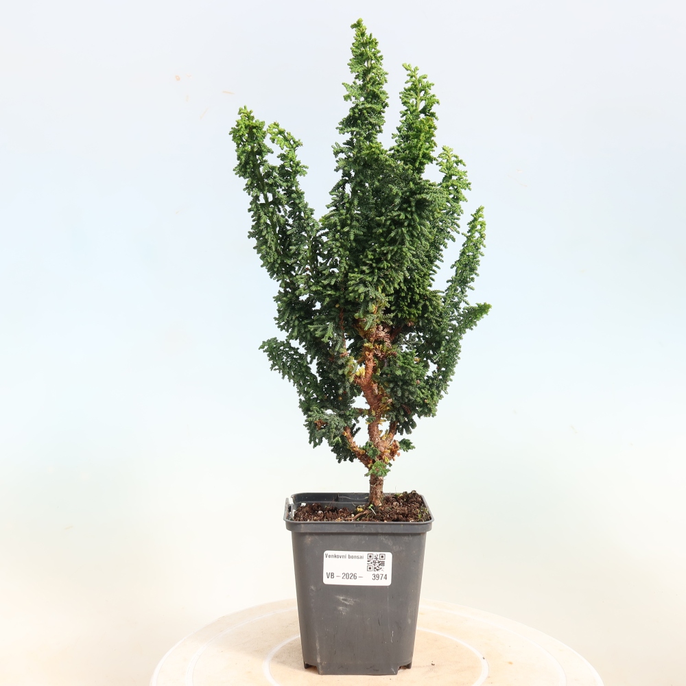 Kültéri bonsai - Cham. obtusa SEKKA HINOKI - Cifra ciprus