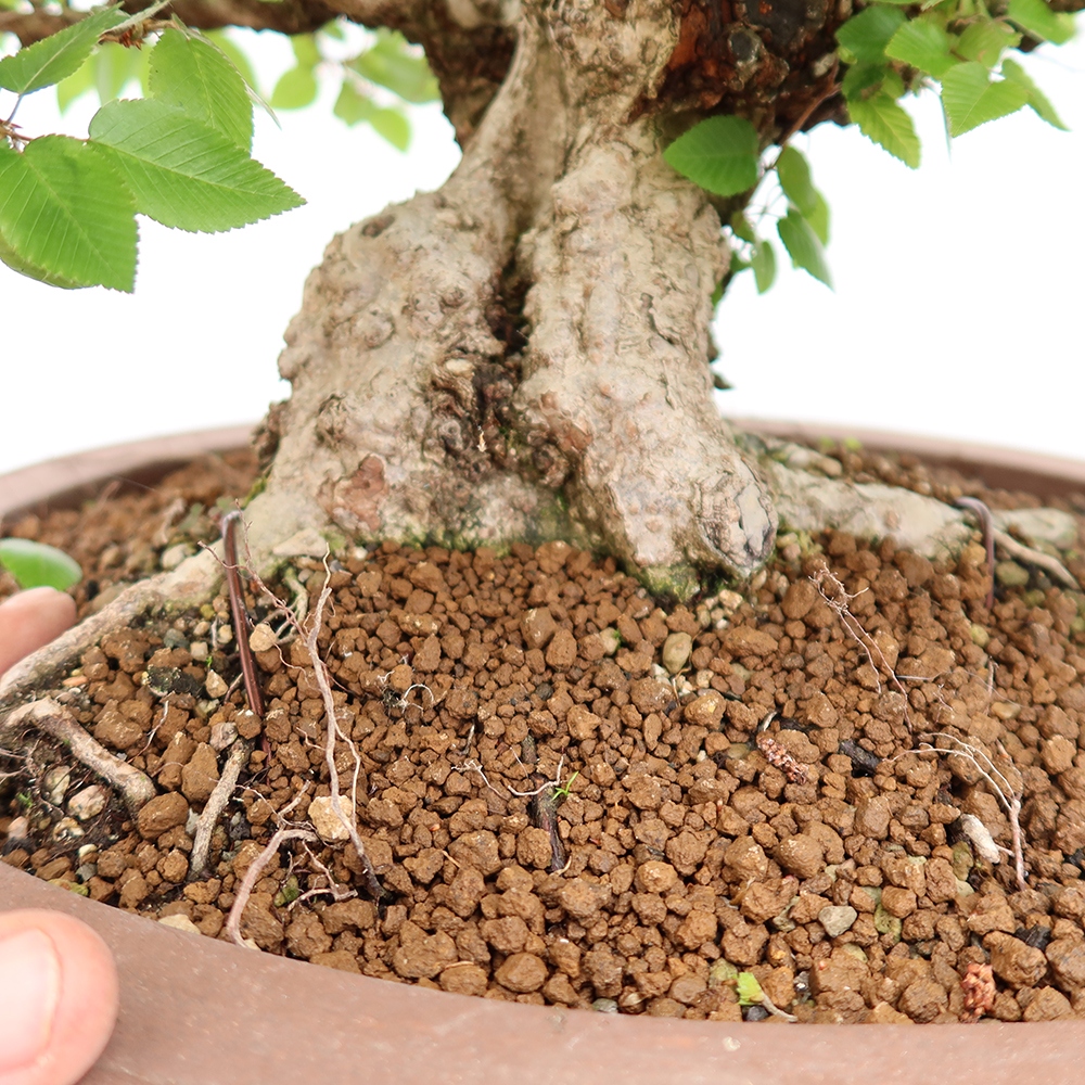 Kültéri bonsai -Carpinus Coreana - Koreai gyertyánfa