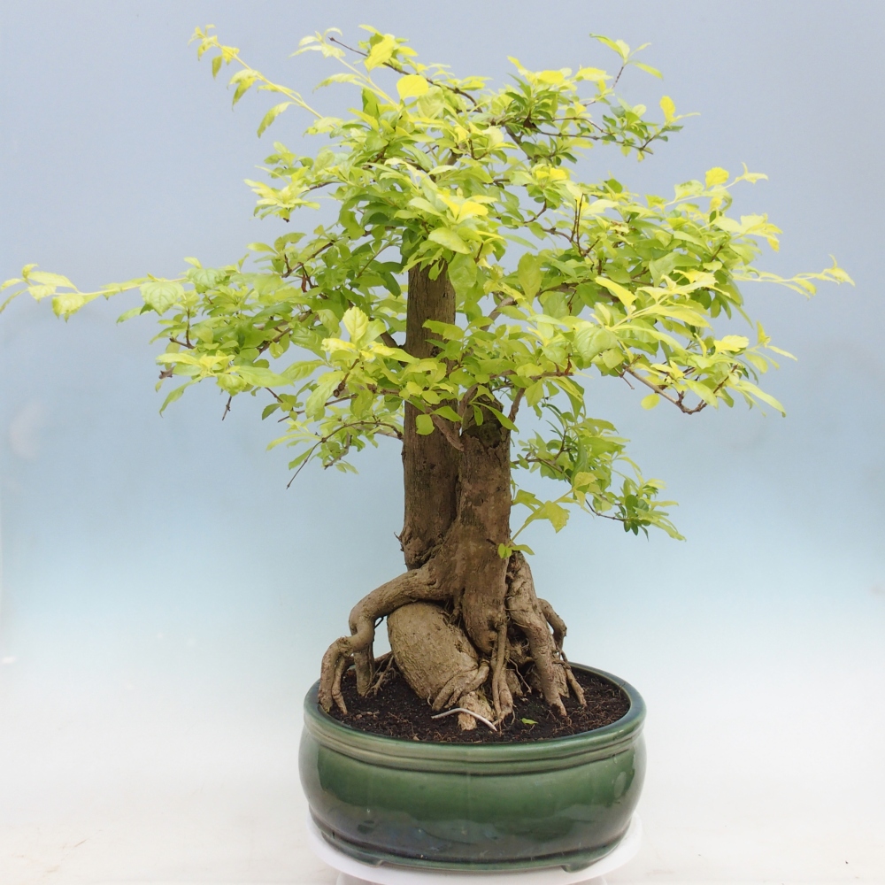 Szobai bonsai - Duranta erecta Aurea - CSAK SZEMÉLYES Begyűjtés vagy raklapos szállítás