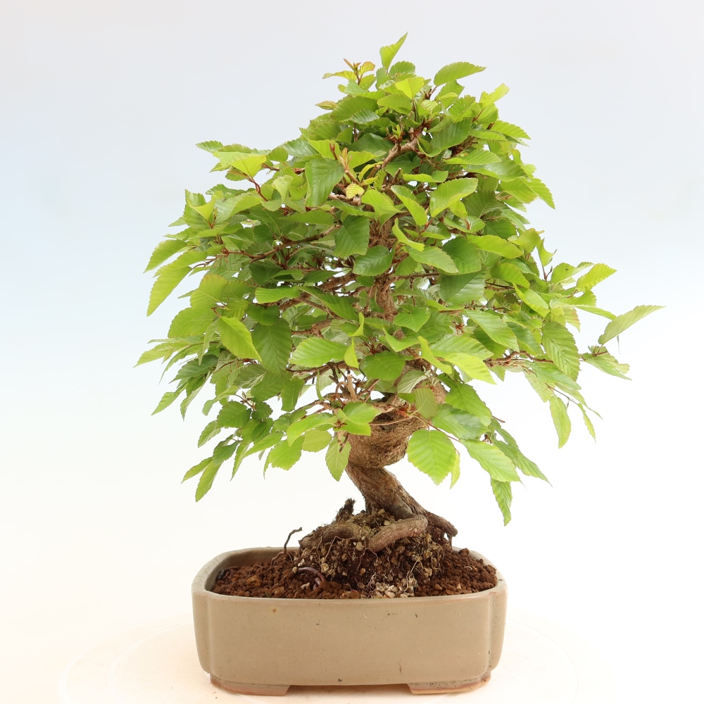 Kültéri bonsai -Carpinus Coreana - Koreai gyertyánfa
