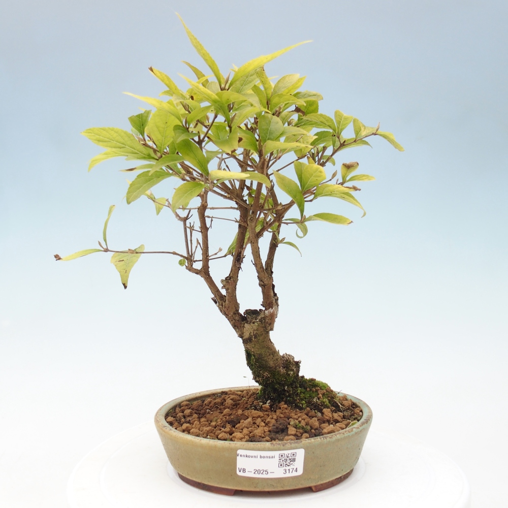 Kültéri bonsai - Callicarpa japonica