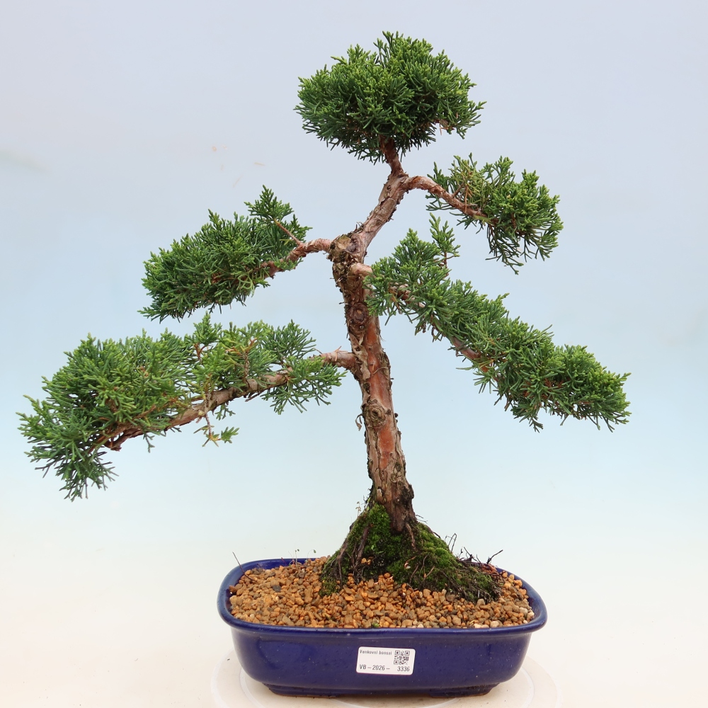 Kültéri bonsai - Juniperus chinensis Kishu