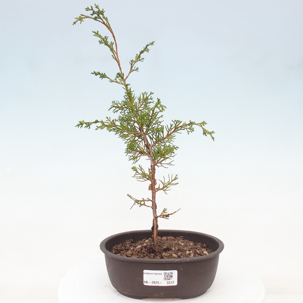 Kültéri bonsai - Juniperus chinensis Itoigawa