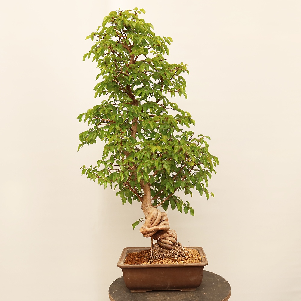 Kültéri bonsai -Carpinus Coreana - Koreai gyertyánfa
