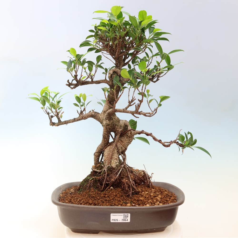 Szobai bonsai - Ficus kimmen - kislevelű fikusz