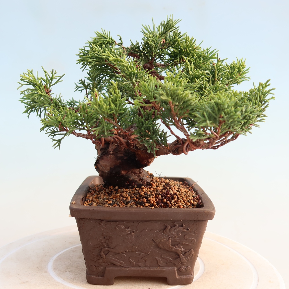 Kültéri bonsai - Juniperus chinensis Itoigawa