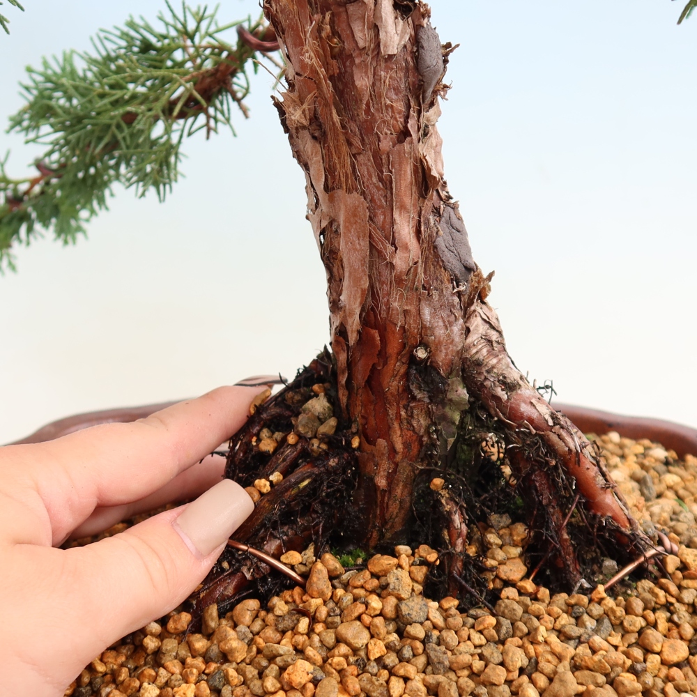 Kültéri bonsai - Juniperus chinensis Kishu