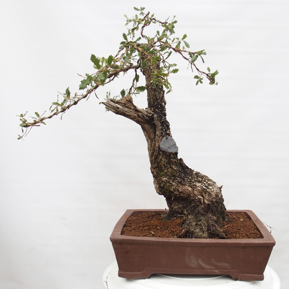 Yamadori - Quercus Ilex - Tölgy magyal