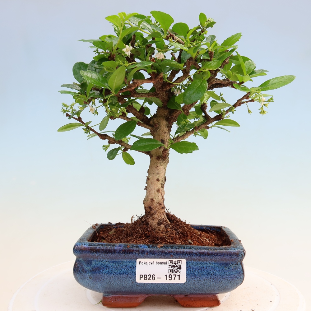 Szobai bonsai - Carmona macrophylla - Tea fuki