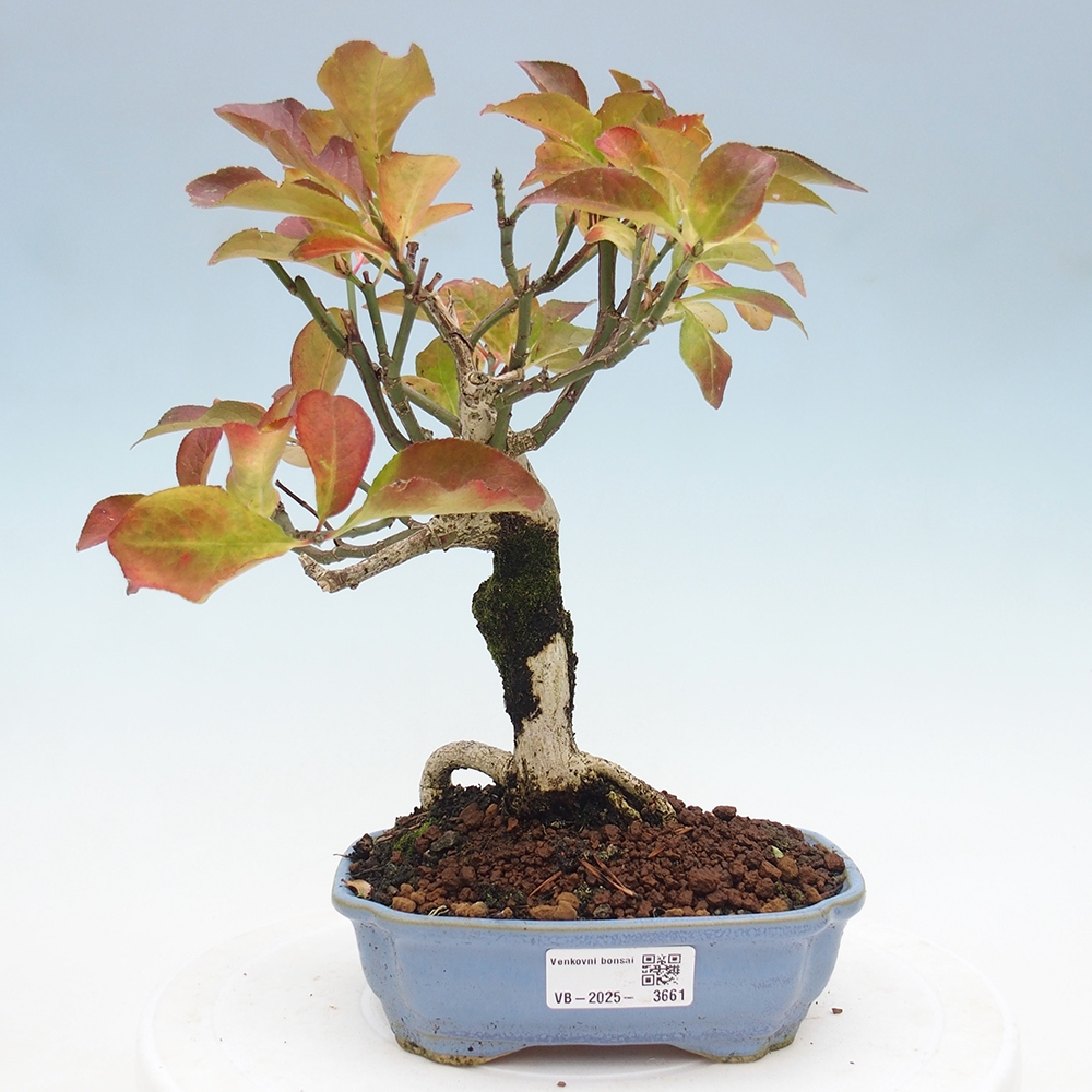 Kültéri bonsai - európai szil - euonimus
