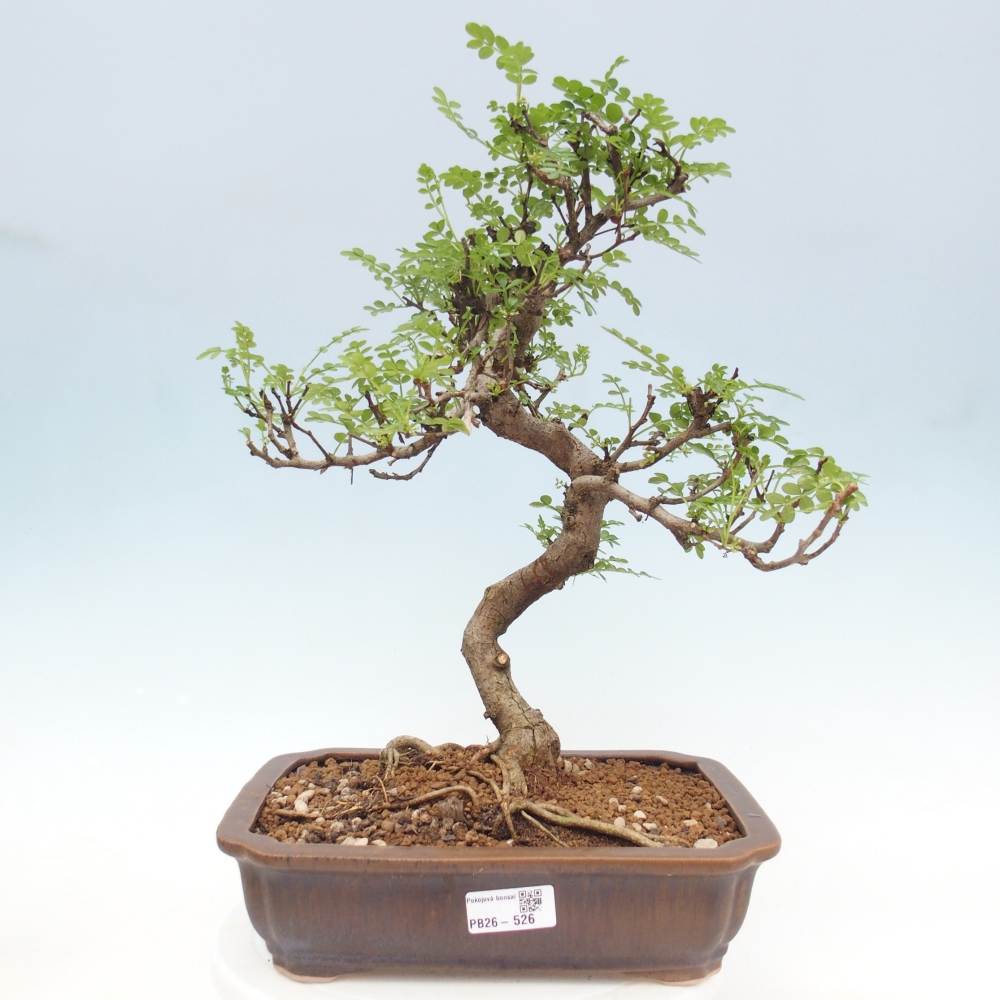 Szobai bonsai - Zantoxylum piperitum - borsfa