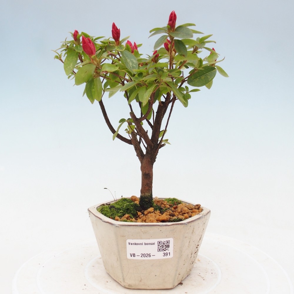 Kültéri bonsai - japán azálea - Azalea sp.