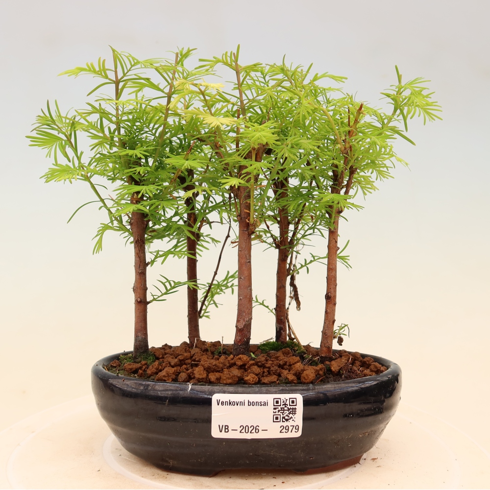 Kültéri bonsai – Metasequoia glyptostroboides – kínai metasequoia – kis erdő