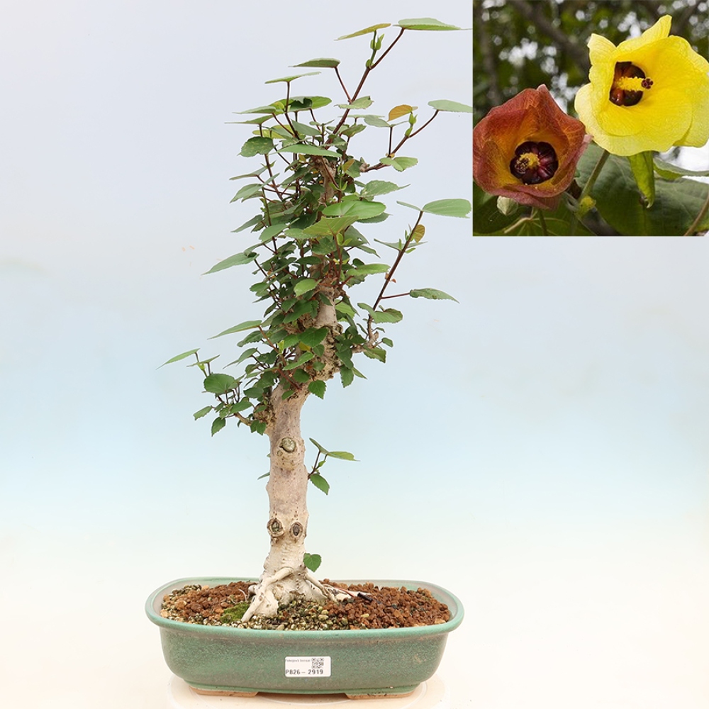 Beltéri bonsai - Hibiscus tiliaceus - tengeri hibiszkusz