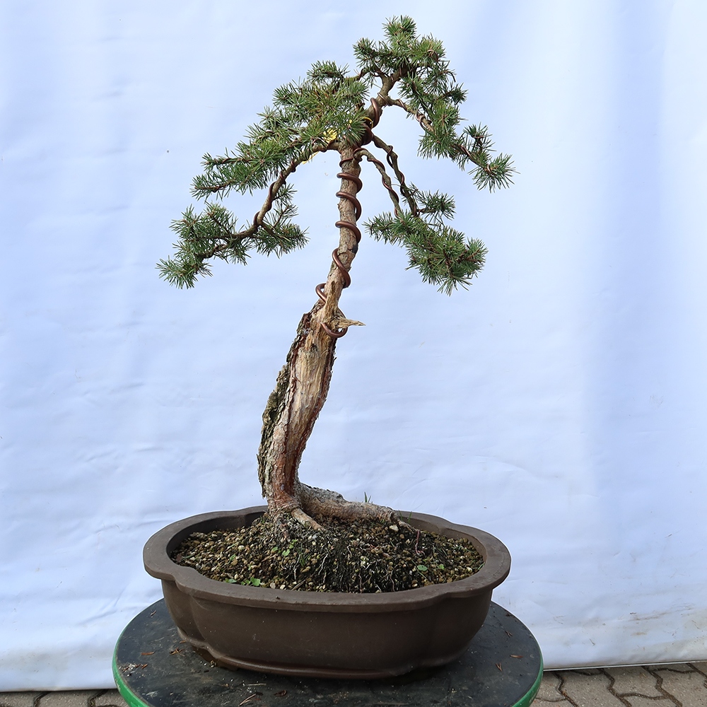 Pinus sylvestris Spanyolország – erdei fenyő