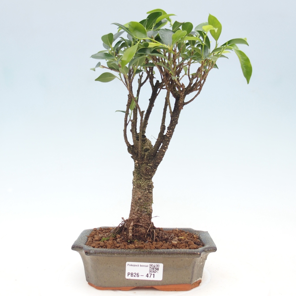 Szobai bonsai - Ficus retusa - kislevelű fikusz