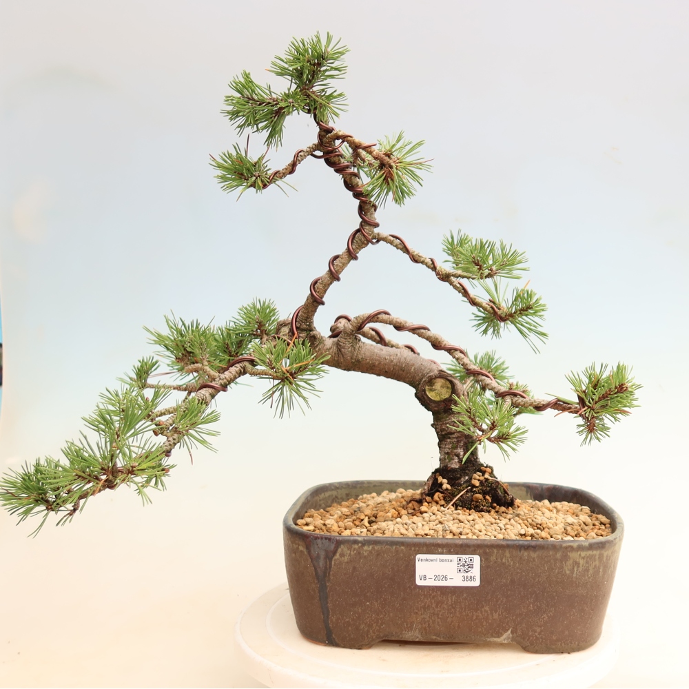 Kültéri bonsai – Pinus mugo Humpy – Törpefenyő