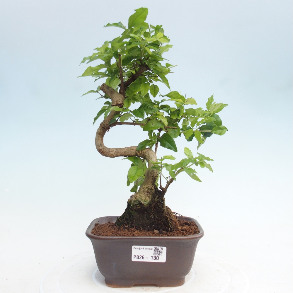 Szobai bonsai -Ligustrum chinensis - Madárcsőr