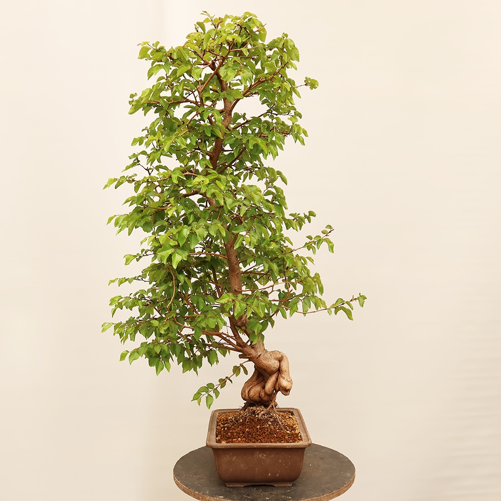 Kültéri bonsai -Carpinus Coreana - Koreai gyertyánfa