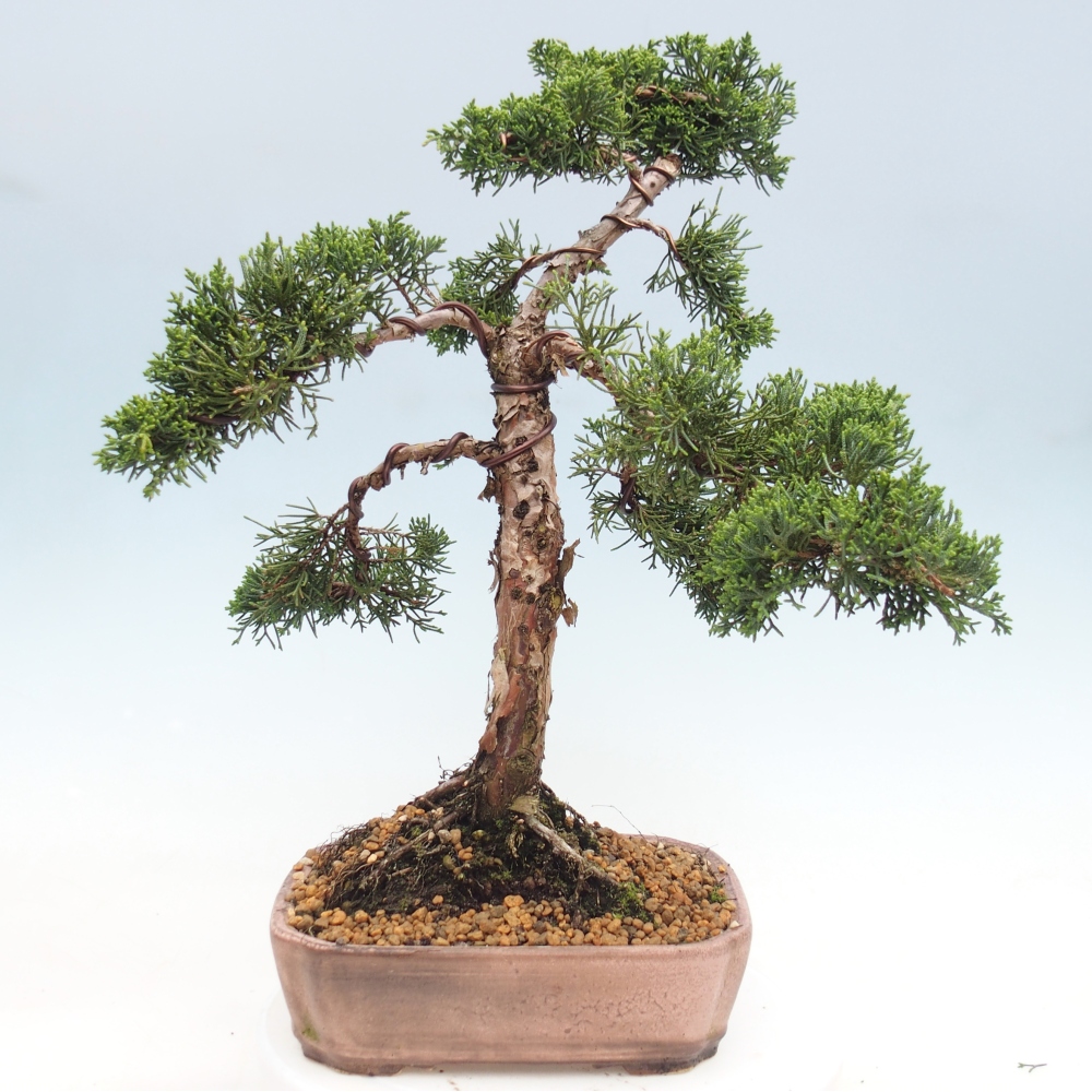 Kültéri bonsai - Juniperus chinensis Kishu