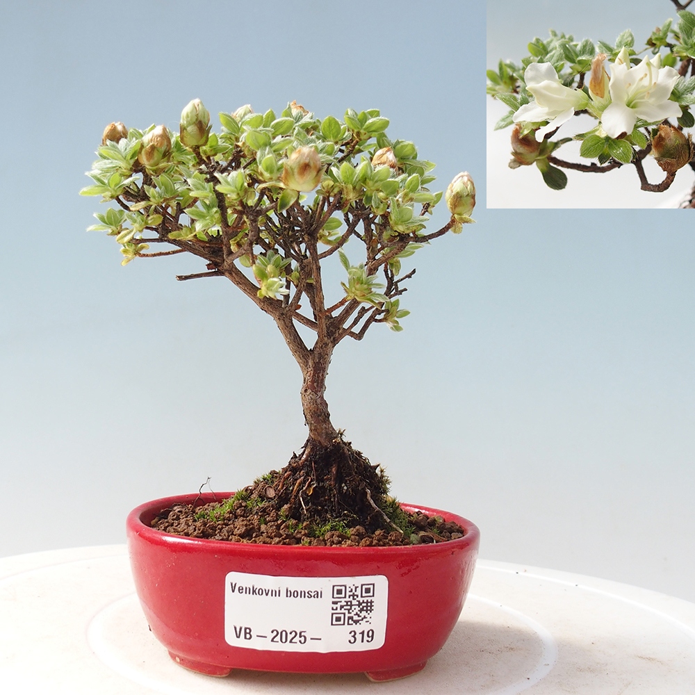 Kültéri bonsai - Rhododendron indicum - japán azálea
