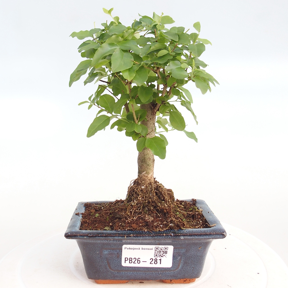 Szobai bonsai -Ligustrum chinensis - Madárcsőr