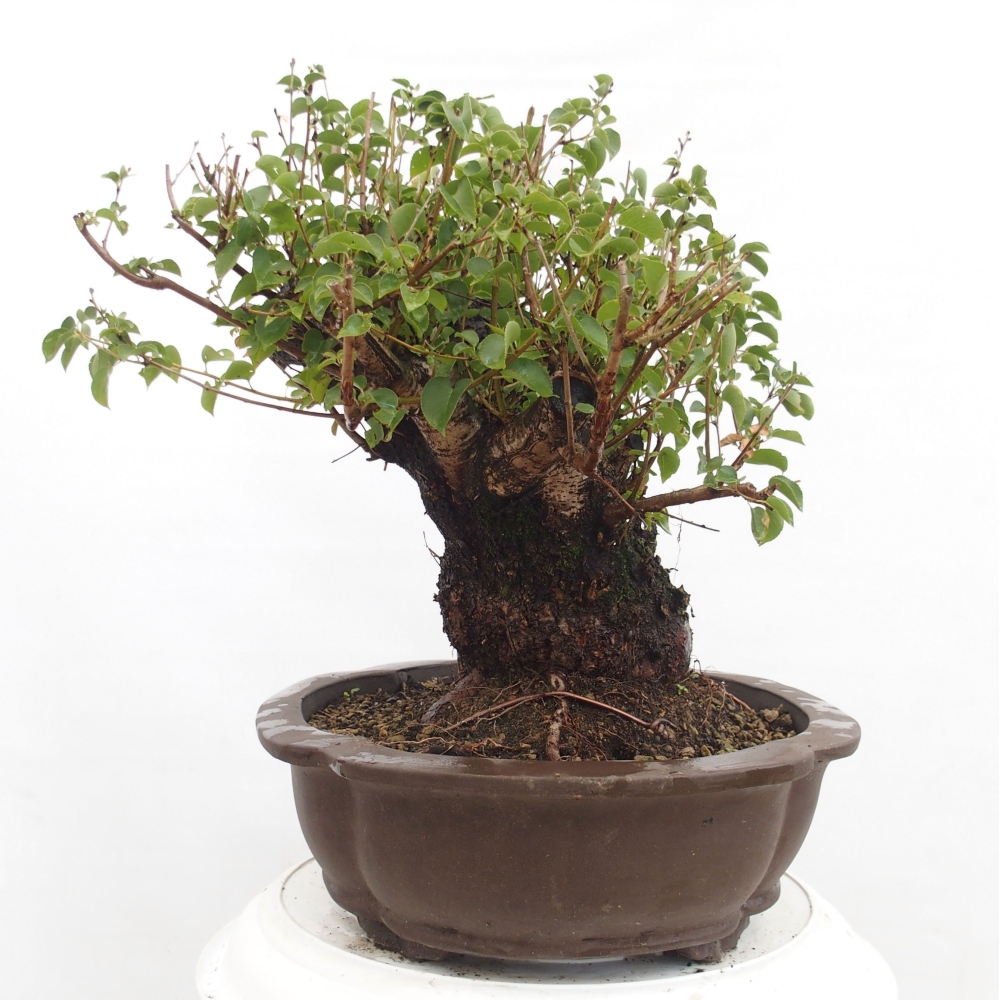 Kültéri bonsai - Mahalebka - Prunus mahaleb - Prunus mahaleb