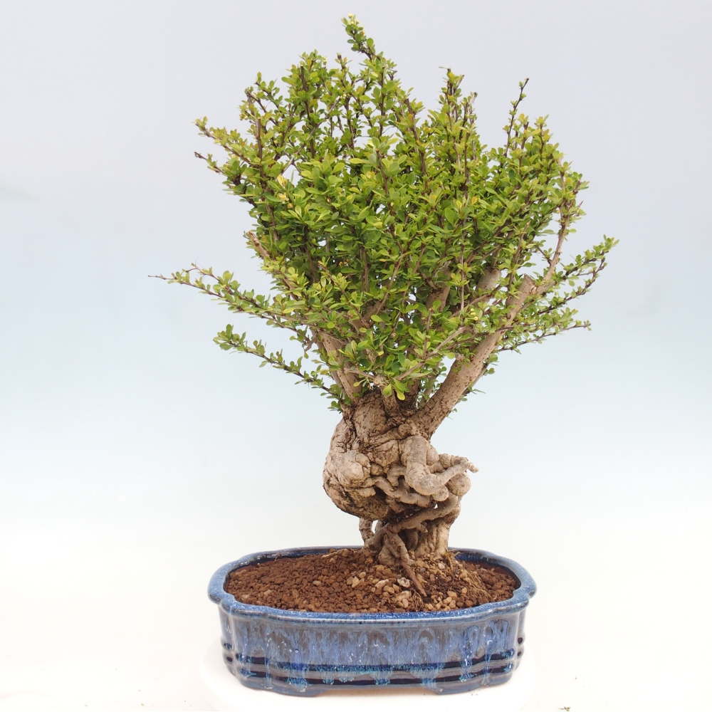 Kültéri bonsai - Berberis coreana