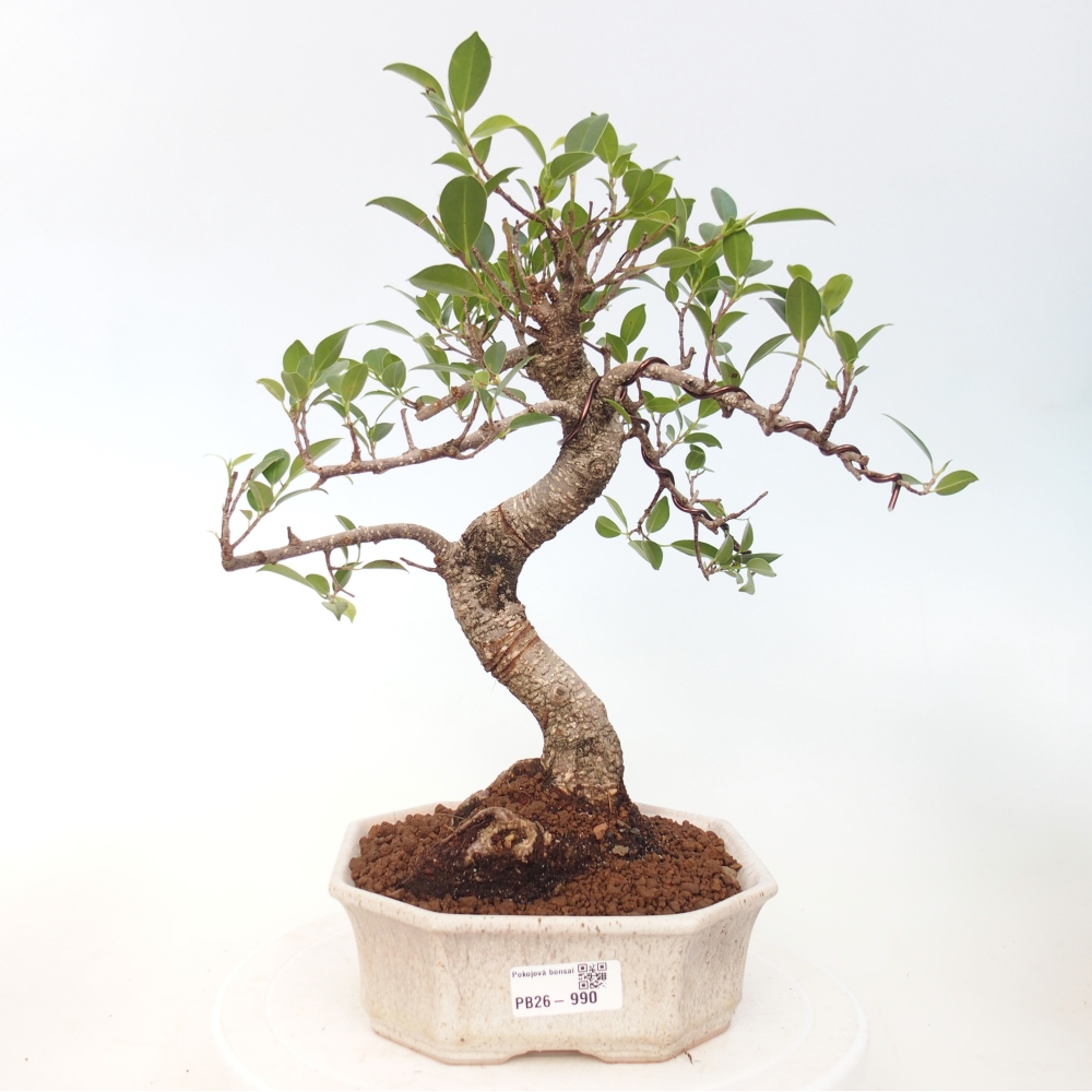 Szobai bonsai - Ficus retusa - kislevelű fikusz
