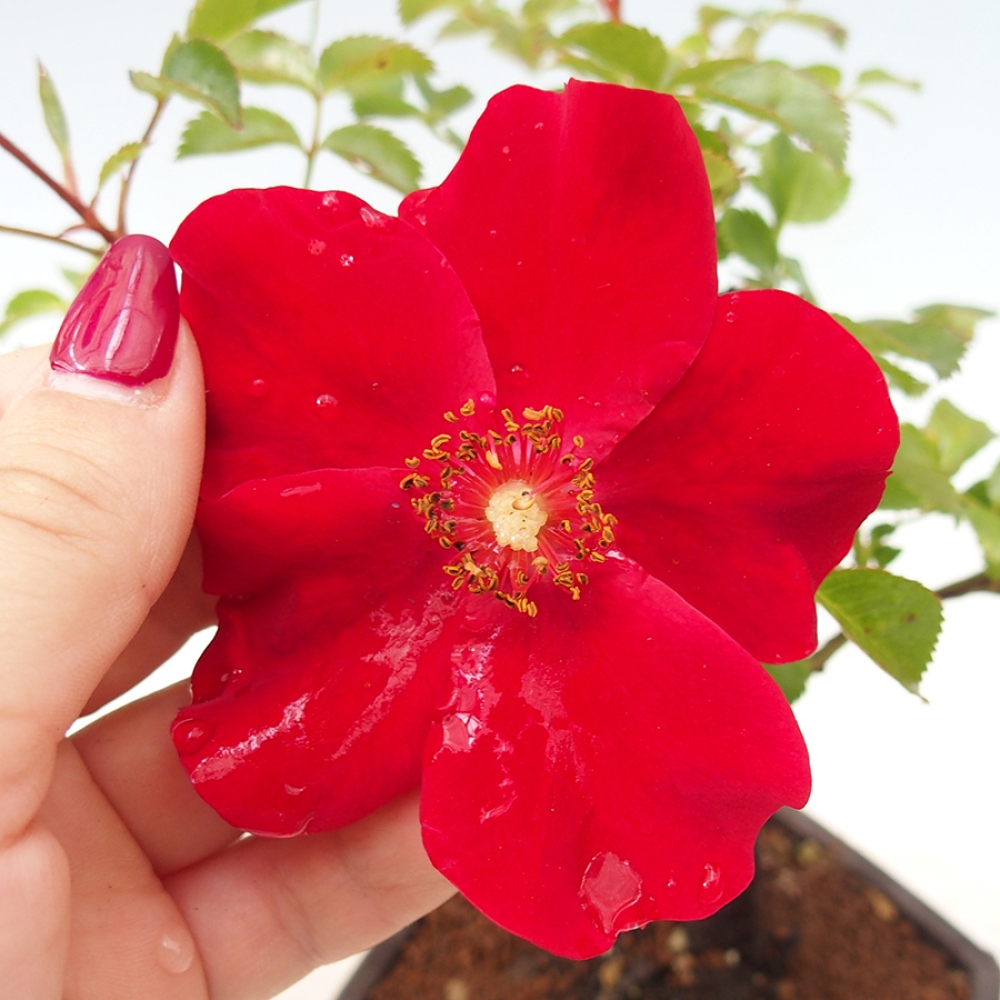 Kültéri bonsai - Rosa Kordes - rózsa