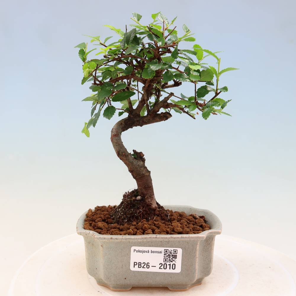 Szobai bonsai - Ulmus parvifolia - Kislevelű szilfa
