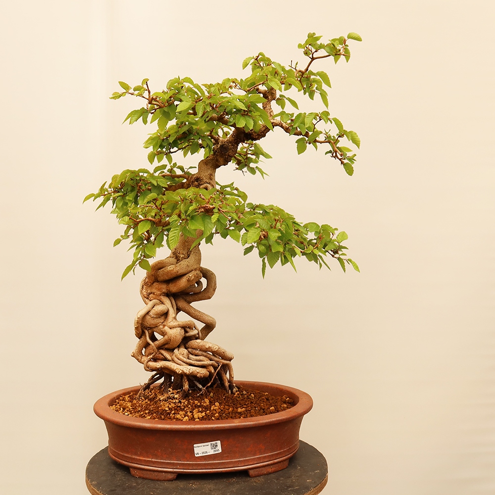 Kültéri bonsai -Carpinus Coreana - Koreai gyertyánfa