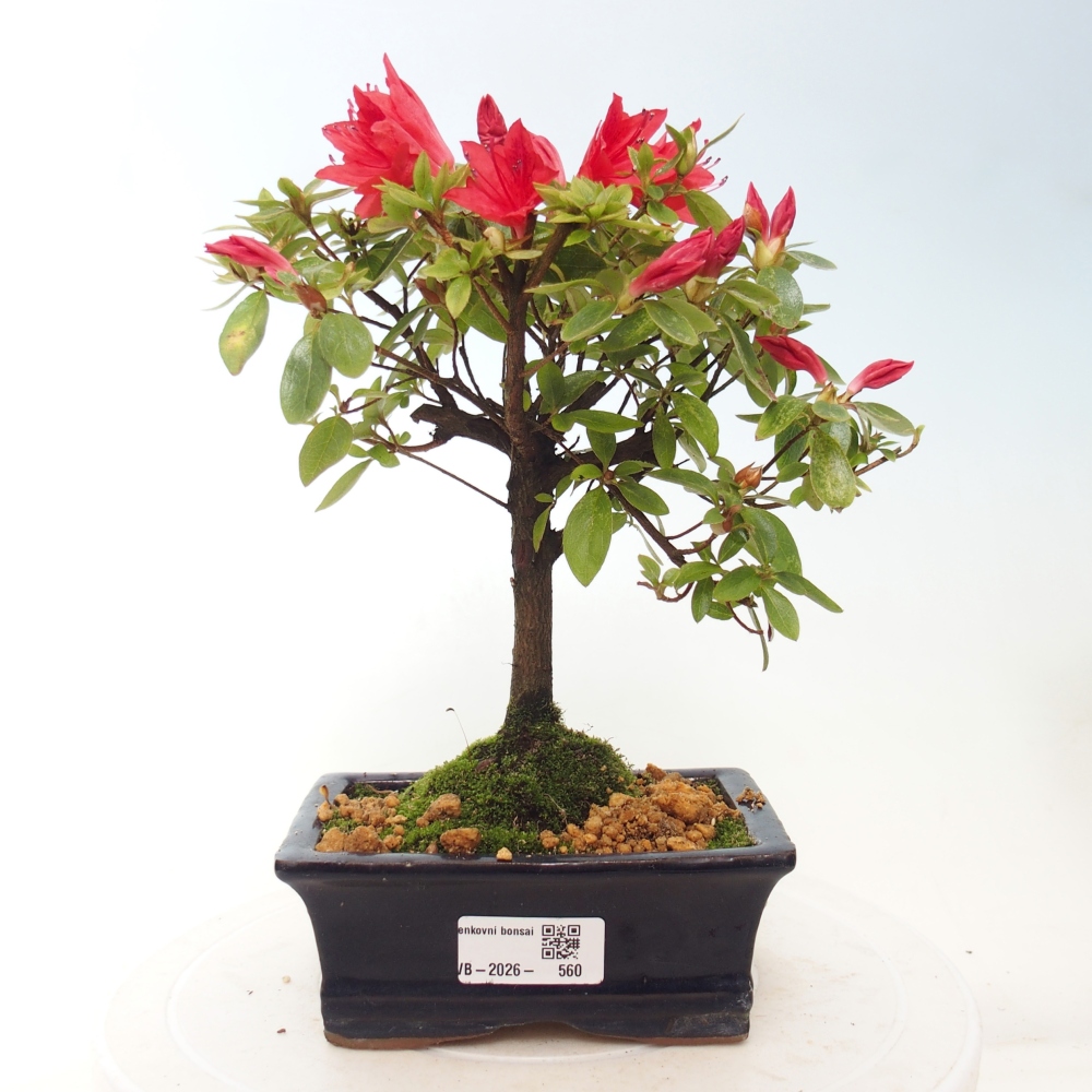 Kültéri bonsai - japán azálea - Azalea sp.