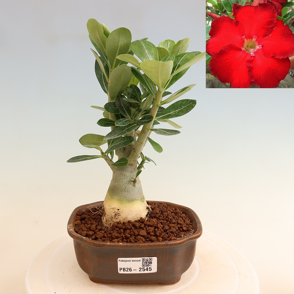 Szobabonsai – Adenium obesum Red Star – Sivatagi rózsa