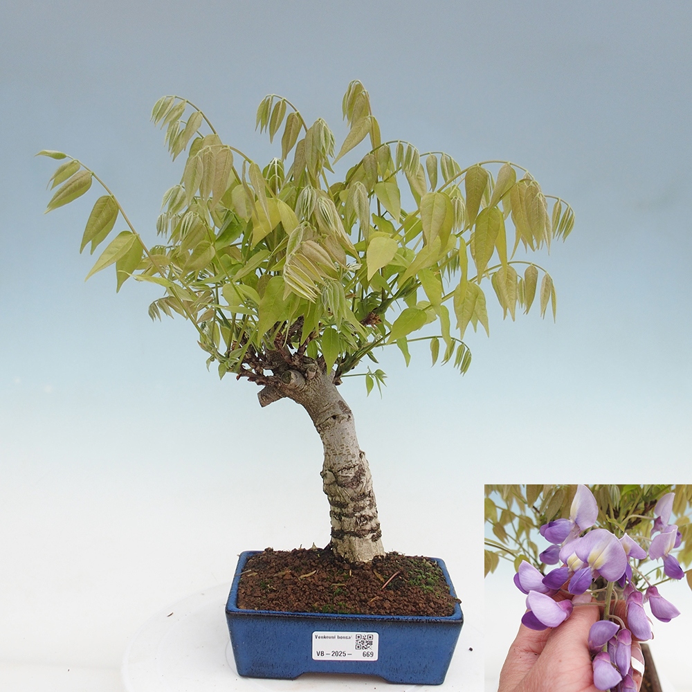 Kültéri bonsai - Wisteria floribunda