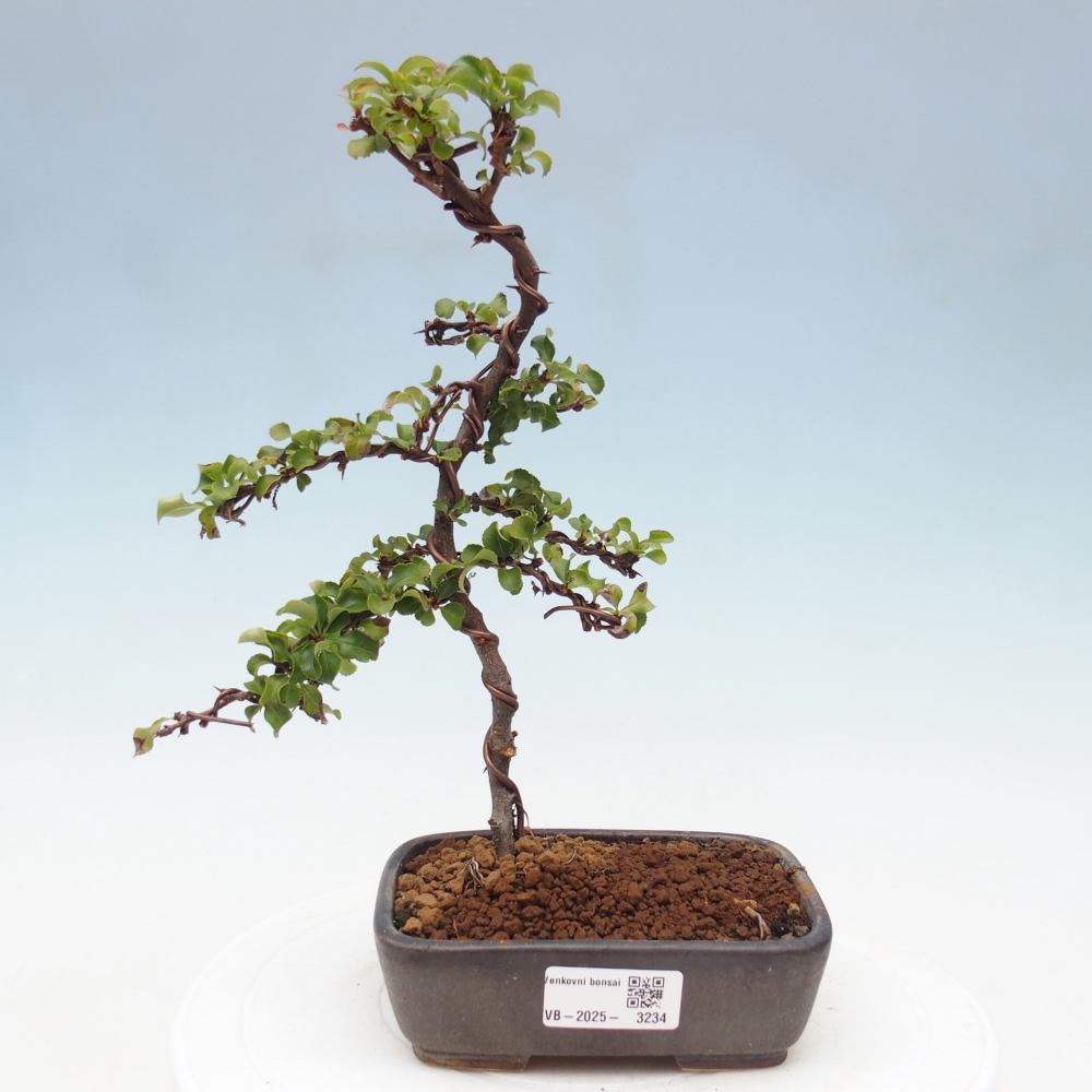 Kültéri bonsai - Chaneomeles s. Red Joy - birs
