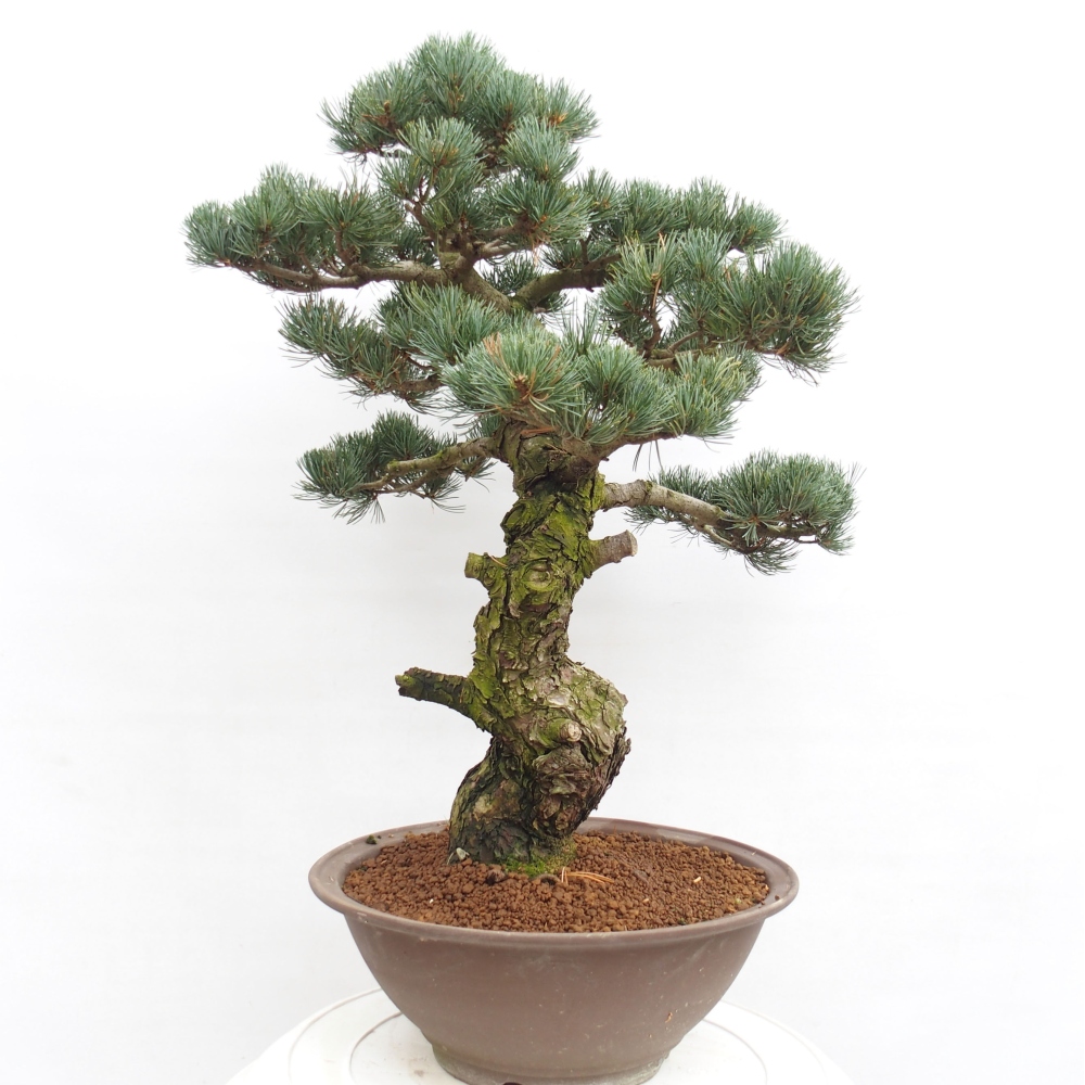 Kültéri bonsai - Pinus parviflora - Pinus parviflora