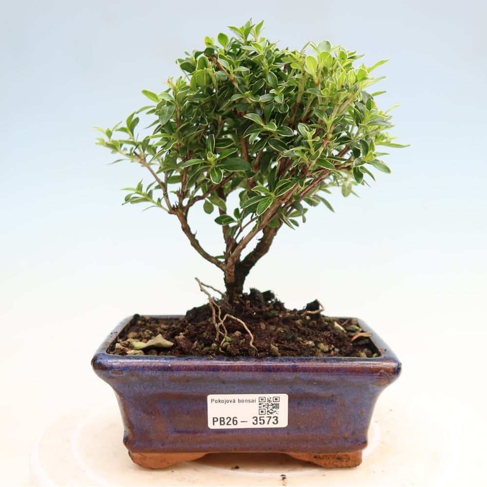 Szobai bonsai - Serissa foetida Variegata - Az ezer csillag fája