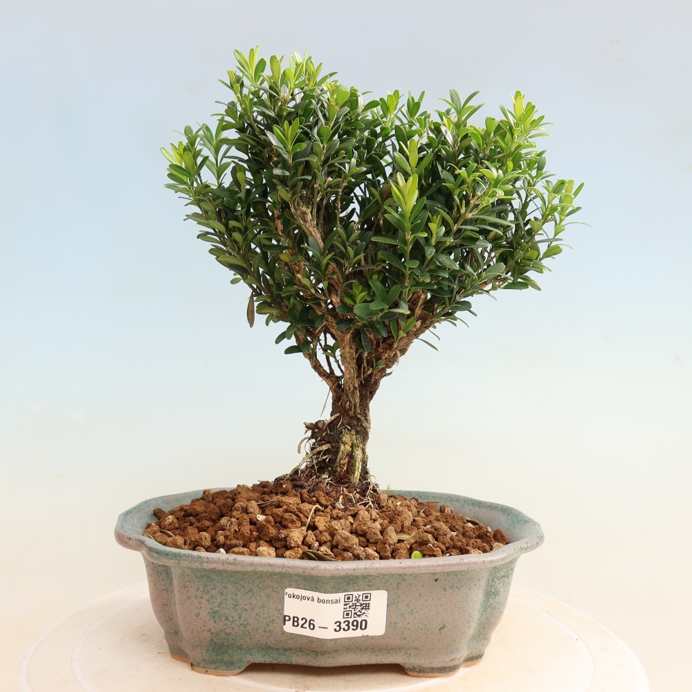 Szobai bonsai - Buxus harlandii - parafa buxus