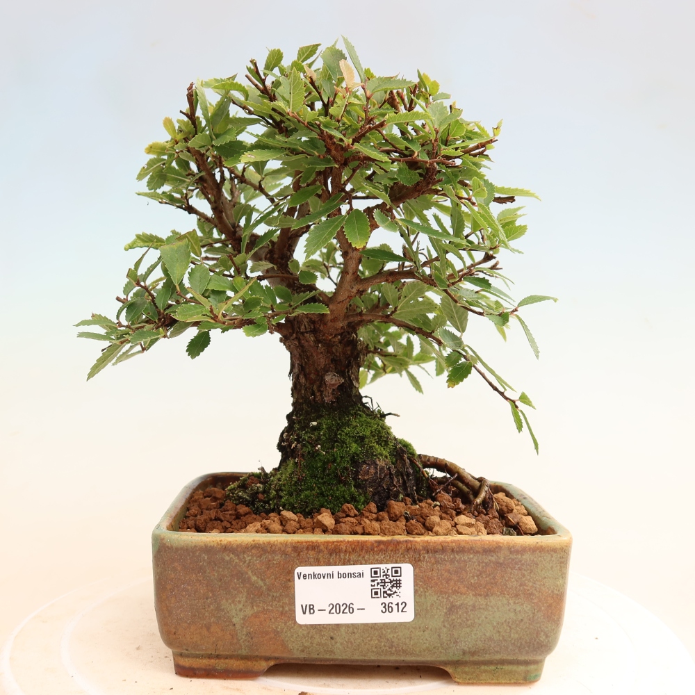 Kültéri bonsai - Zelkova - Zelkova NIRE