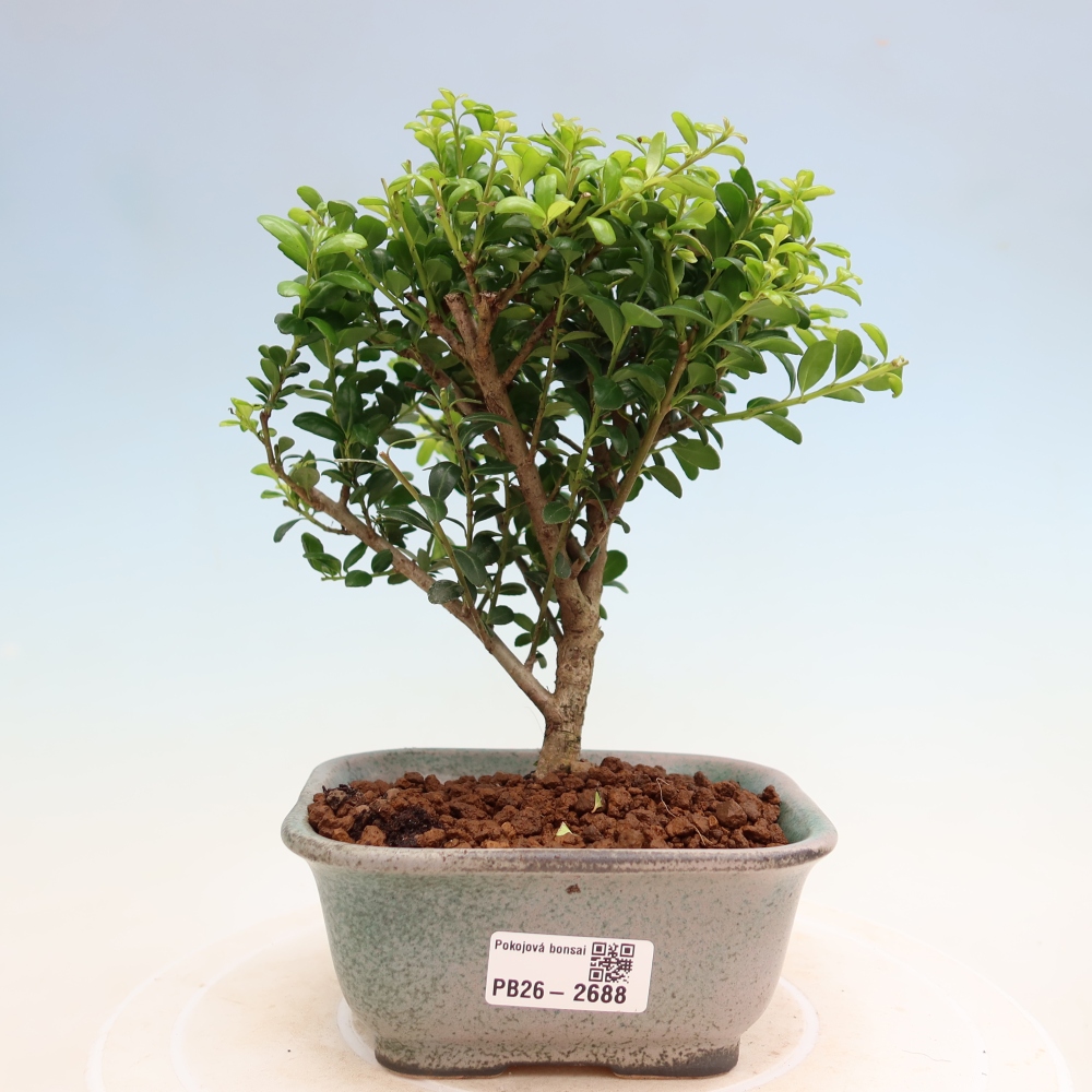 Szobai bonsai - Ilex crenata - Holly