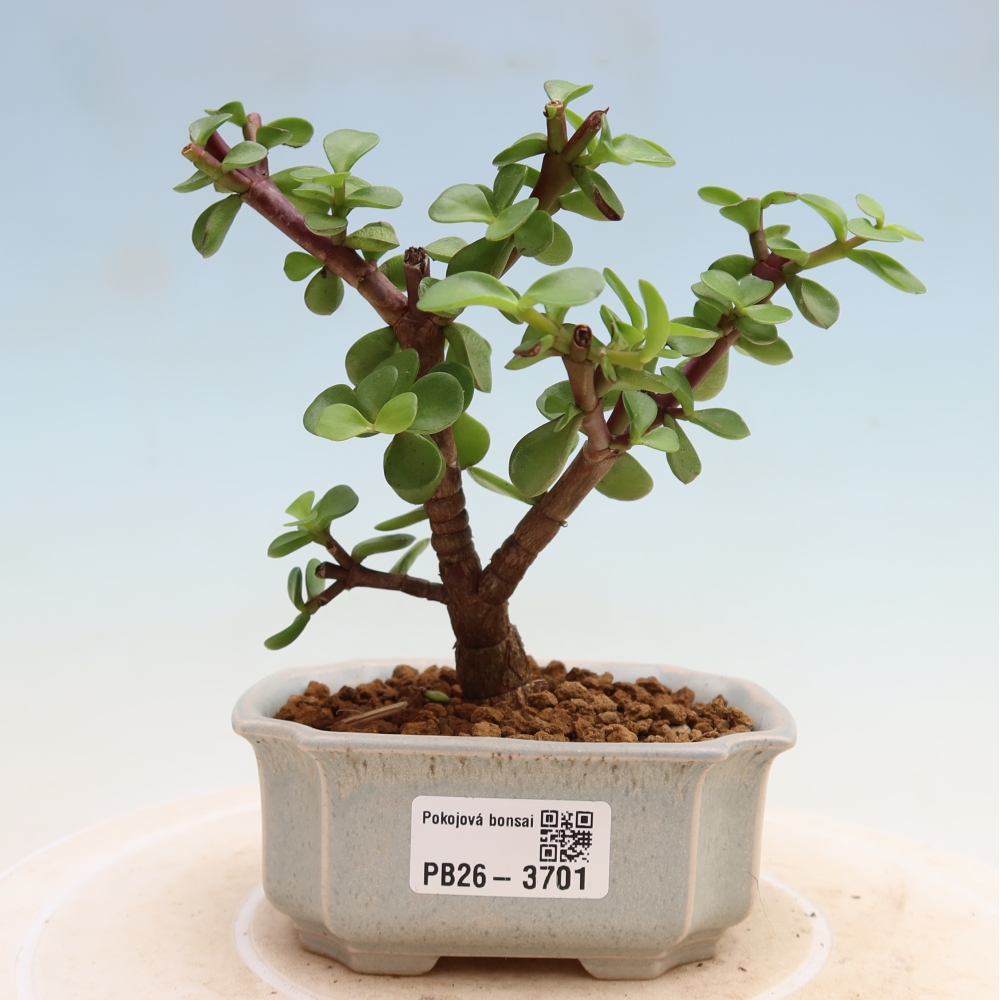 Szoba bonsai - Portulakaria Afra - Tlustice